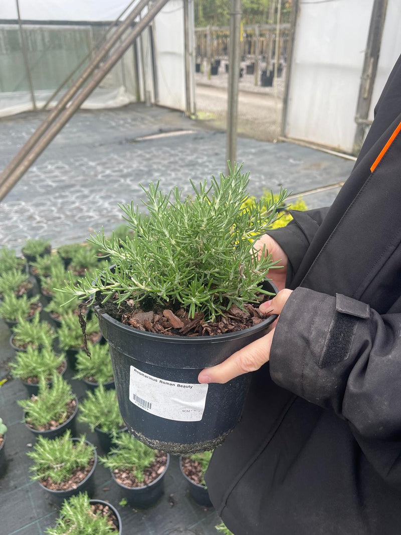 Rosmarinus Roman Beauty 3 Litre Pot