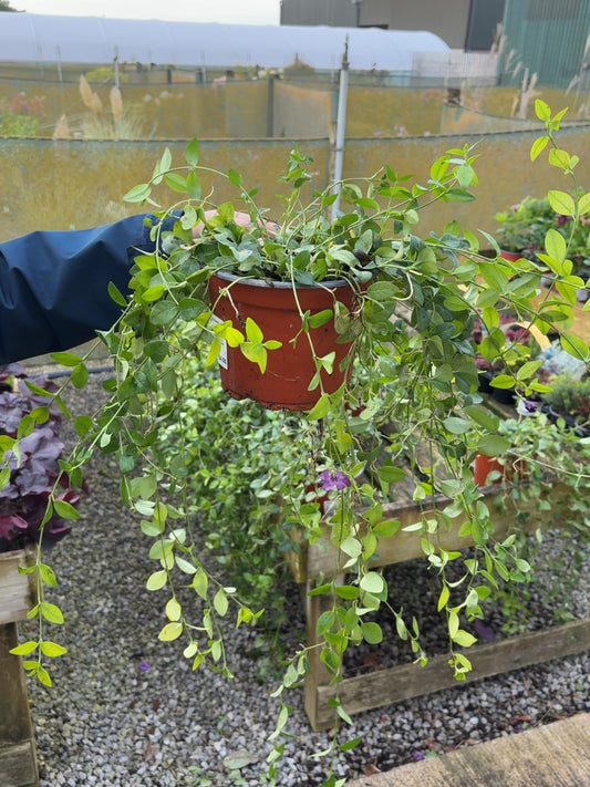 Vinca Minor Atropurpurea 2 Litre Pot