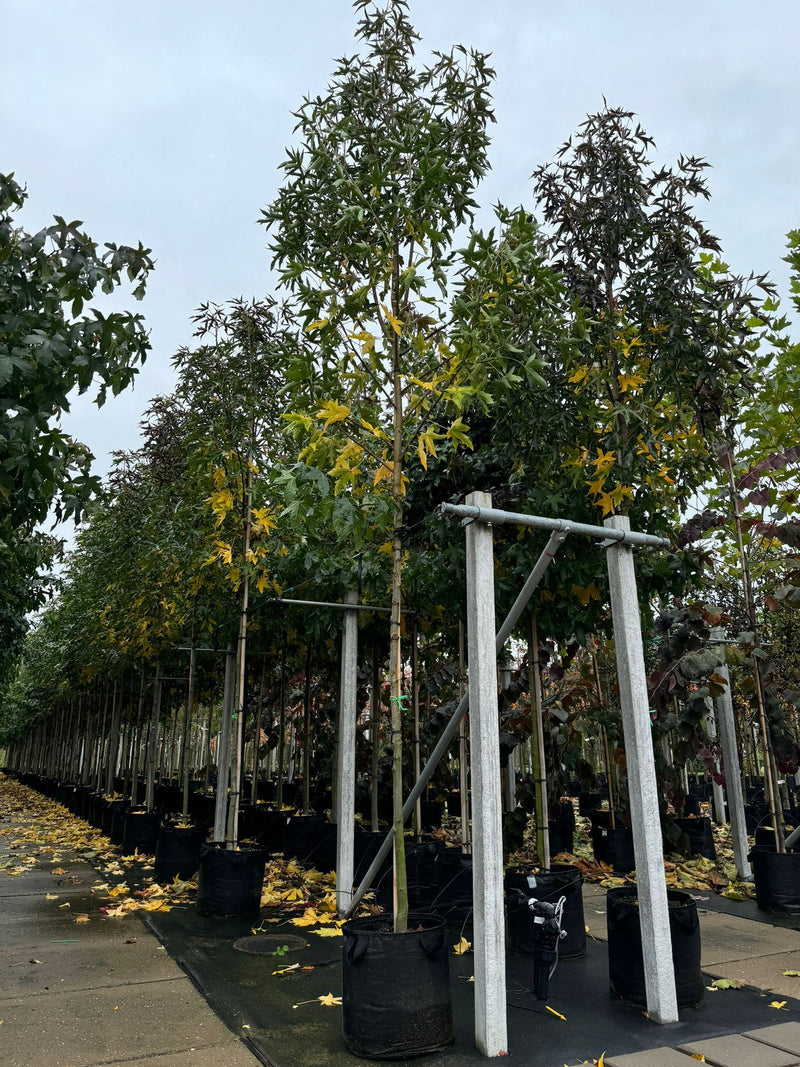 Liquidambar Styraciflua 'Stared' 10/12cm Girth 50 Litre Pot