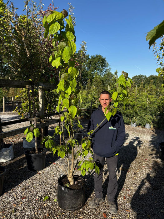 Catalpa Bignonioides Multi Stem 1.8/2m