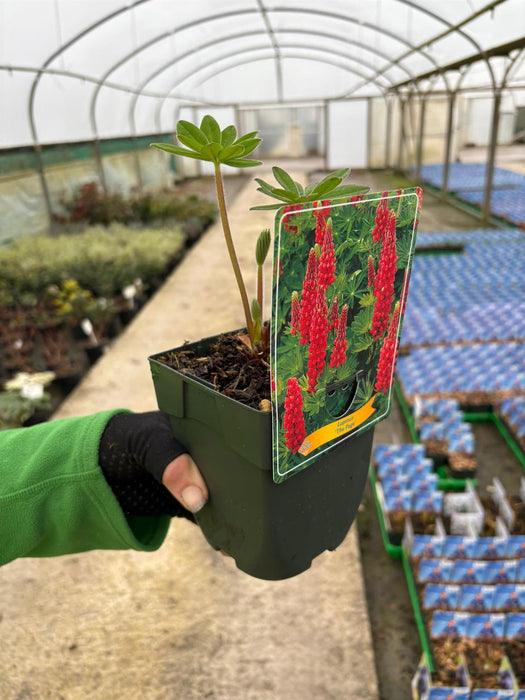 Lupin The Governor 11cm Pot
