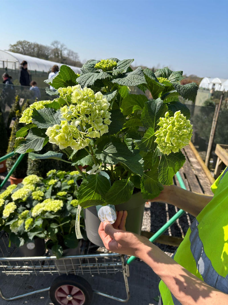 Hydrangea Mac White Ball 3 Litre Pot