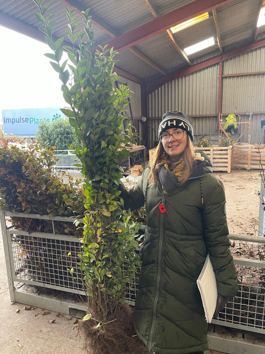Big Deal Green Privet Bare Root 120/150cm x 200 Delivery from November