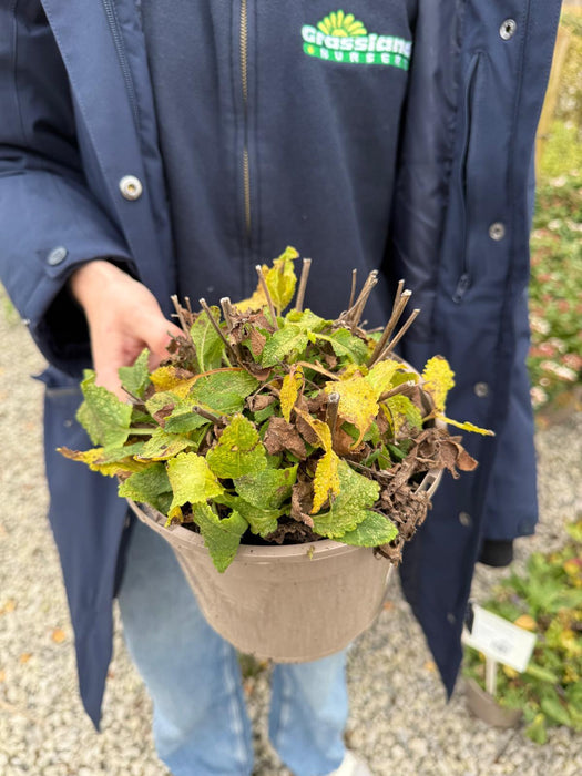 Salvia May Night 2 Litre Pot