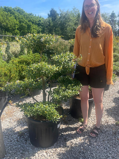 pom pom bonsai tree Pinus Nigra Brepo Bonsai Pom Pom 35 Litre Pot — Grasslands Nursery
