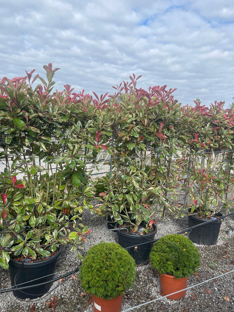 Photinia x fraseri Pink Marble Pleached Panel 120cm High x 80cm Wide Seconds