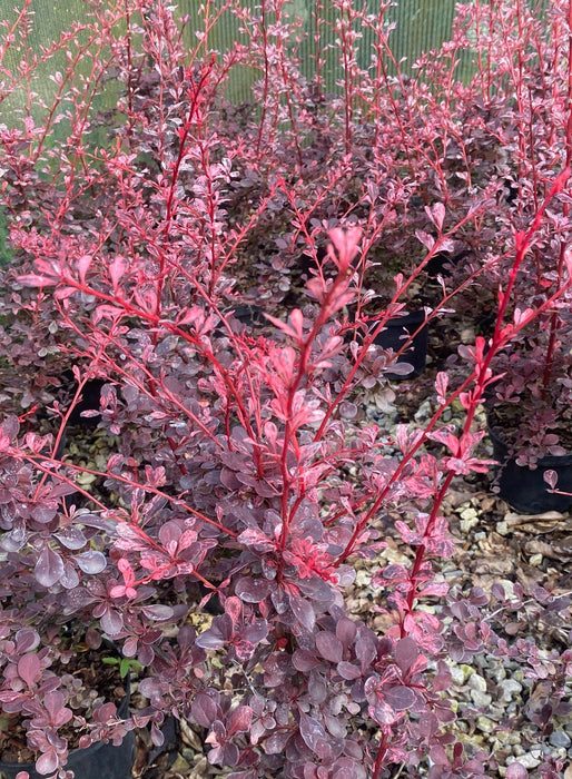 Berberis thunbergii Harlequin 2 Litre Pot