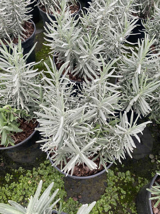 Lavender Angustifolia Munstead 2 Litre Pot