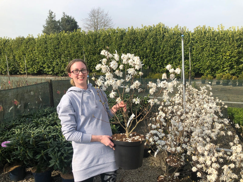 Magnolia Stellata 10 Litre Pot