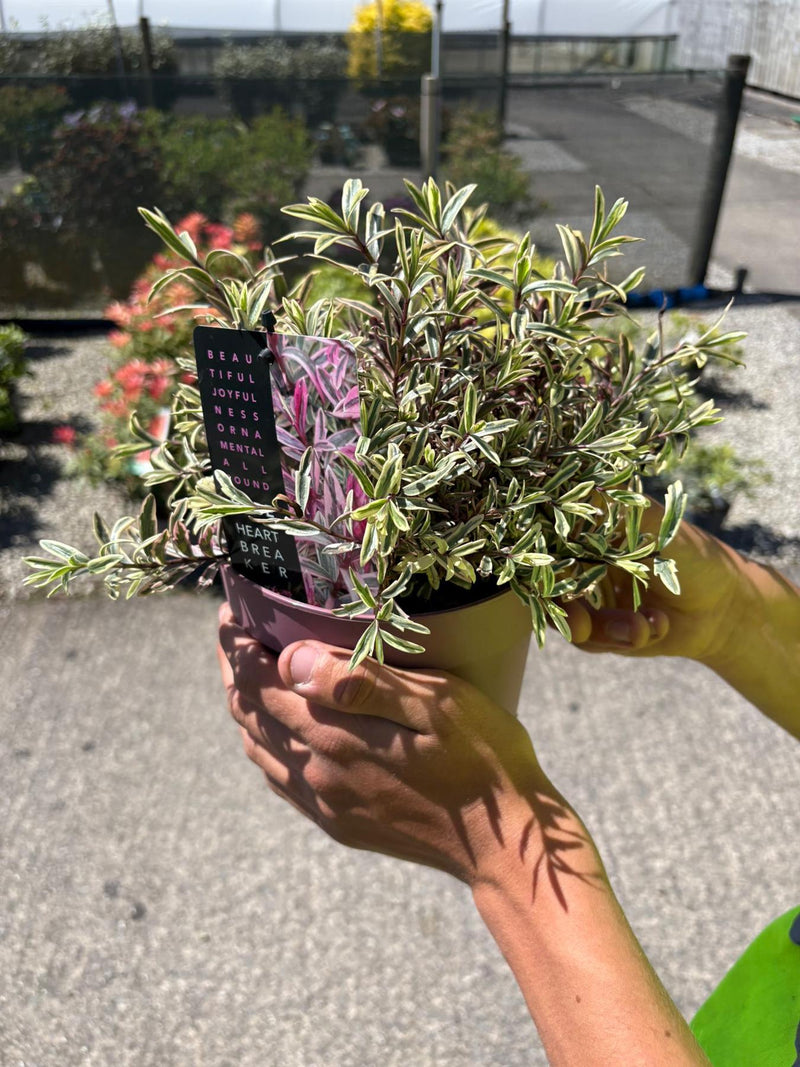 Hebe Heart Breaker 2 Litre Pot