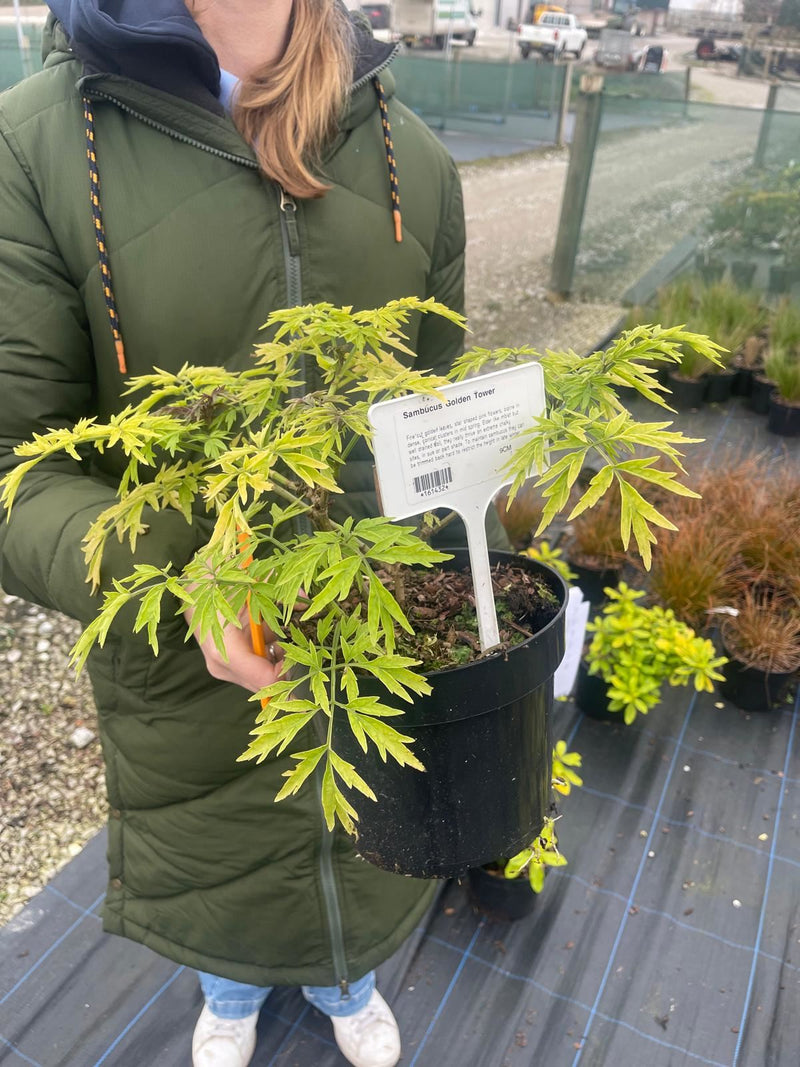 Sambucus Golden Tower 3 Litre Pot