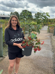 Viburnum Opulus Compactum 12 Litre Pot 50/60cm