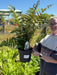 Dryopteris erythrosora Brilliance 5 Litre Pot