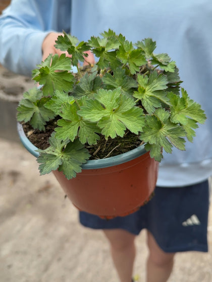 Geranium Rozanne 2 Litre Pot