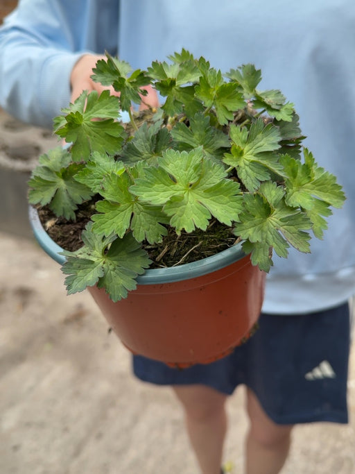 Geranium Rozanne 2 Litre Pot