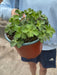 Geranium Rozanne 2 Litre Pot