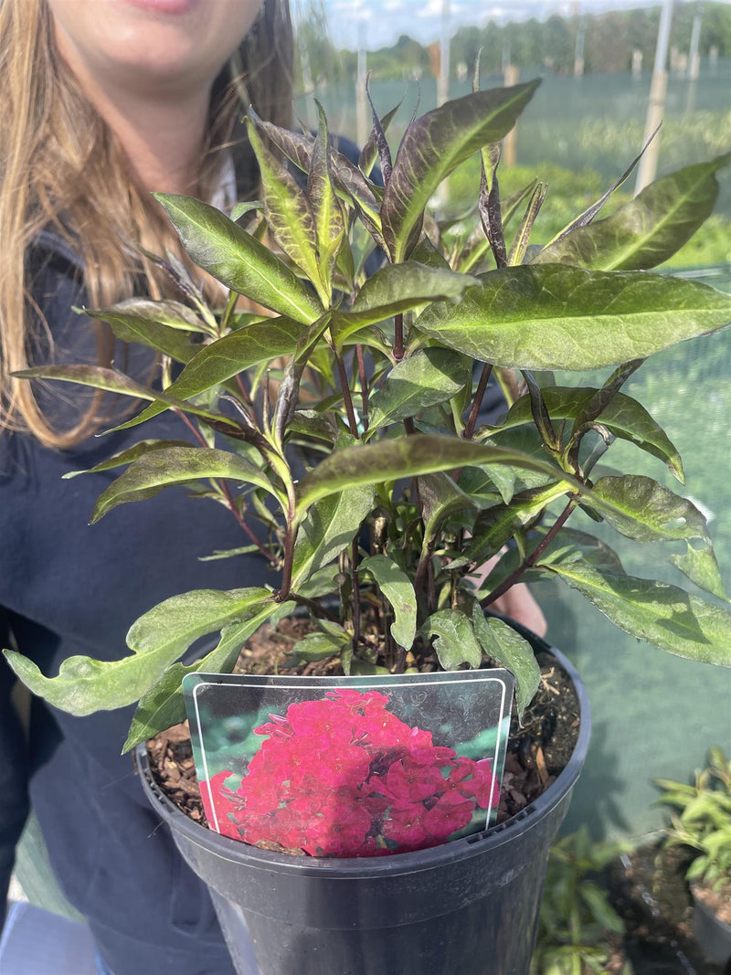 Phlox Star Fire 3 Litre Pot