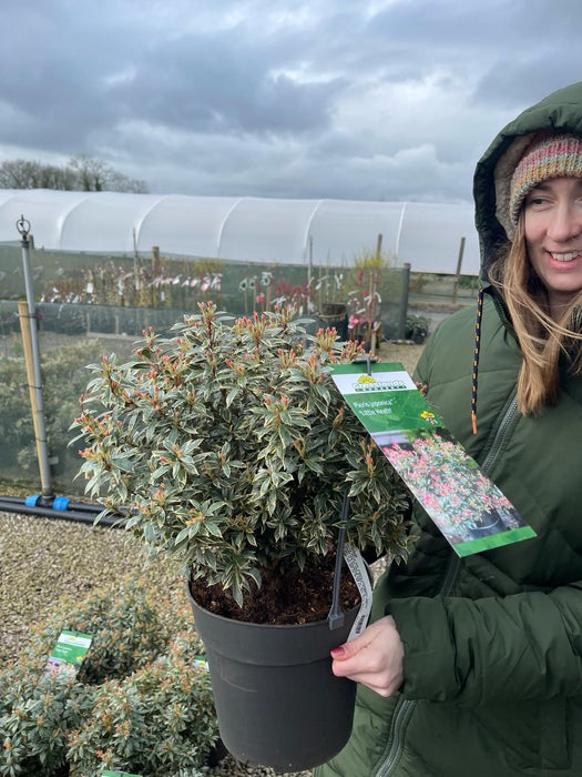 Pieris Japonica Little Frosty 6 Litre Pot