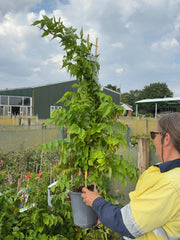 Campsis x tal. Ebony and Red 4 Litre