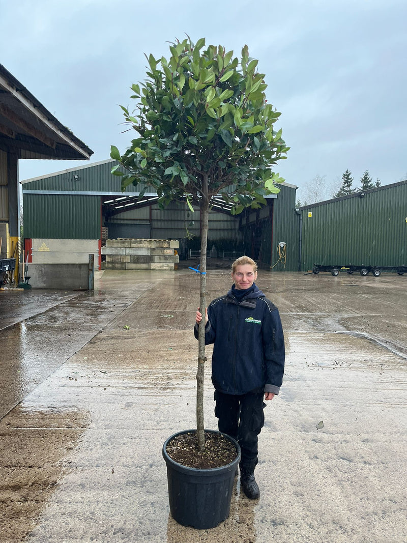 Photinia Red Robin 45 Litre Pot 8/10cm Girth 150cm Standard Huge Head