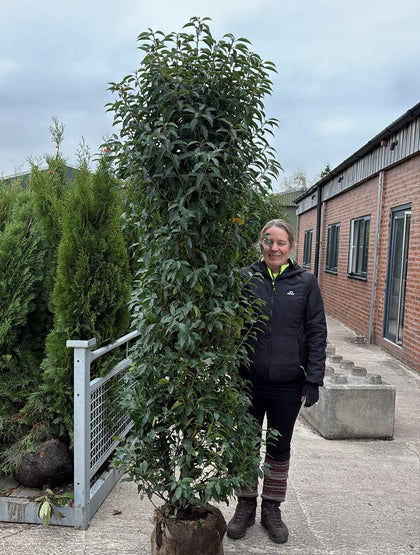 Portuguese Laurel 180/200cm Root Ball