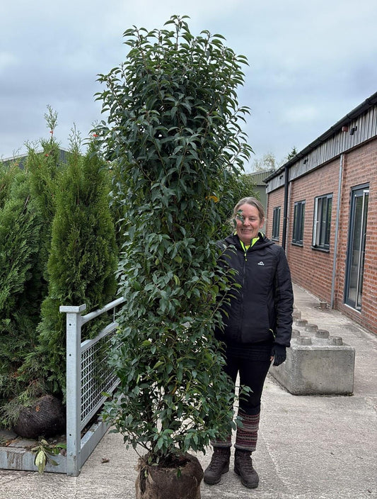 Portuguese Laurel 180/200cm Root Ball Delivery from October
