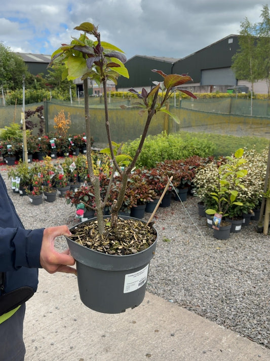 Catalpa Erubescens Purpurea 4 Litre Pot 60/80cm