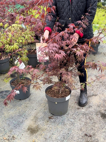 Acer palmatum Atropurpurea 12 Litre Pot 100/125cm Tall