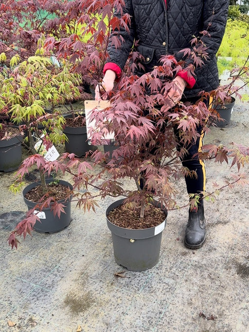 Acer palmatum Atropurpurea 12 Litre Pot 100/125cm Tall