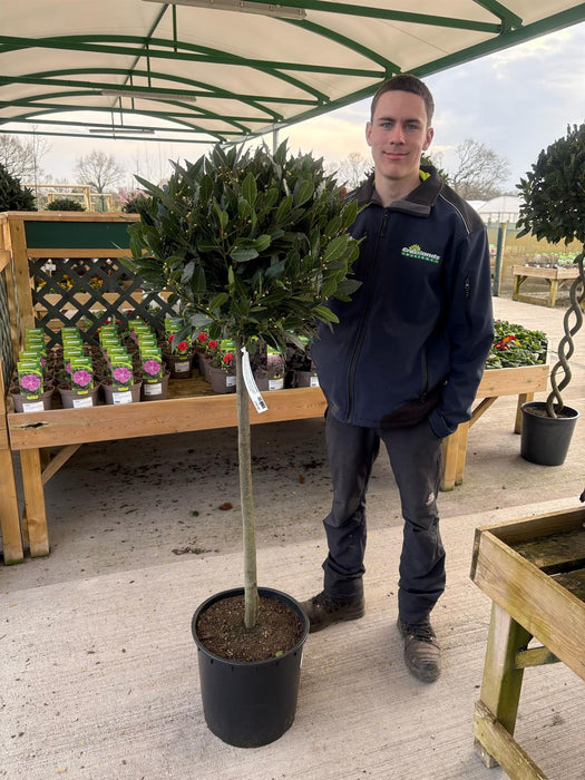 Laurus Nobilis 1/2 Standard 20 Litre Pot 80cm Stem 50/55cm Head