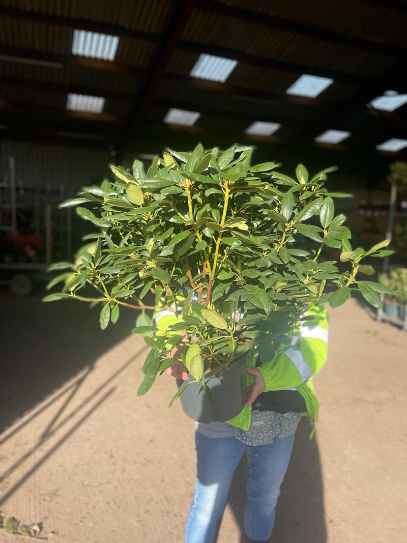 Rhododendron English Roseum 12 Litre Pot