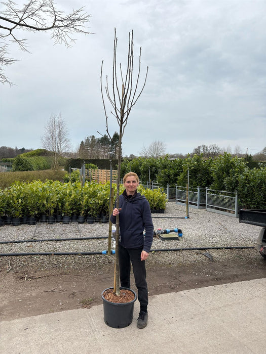 Sorbus aucuparia Wettra 25 litre Pot