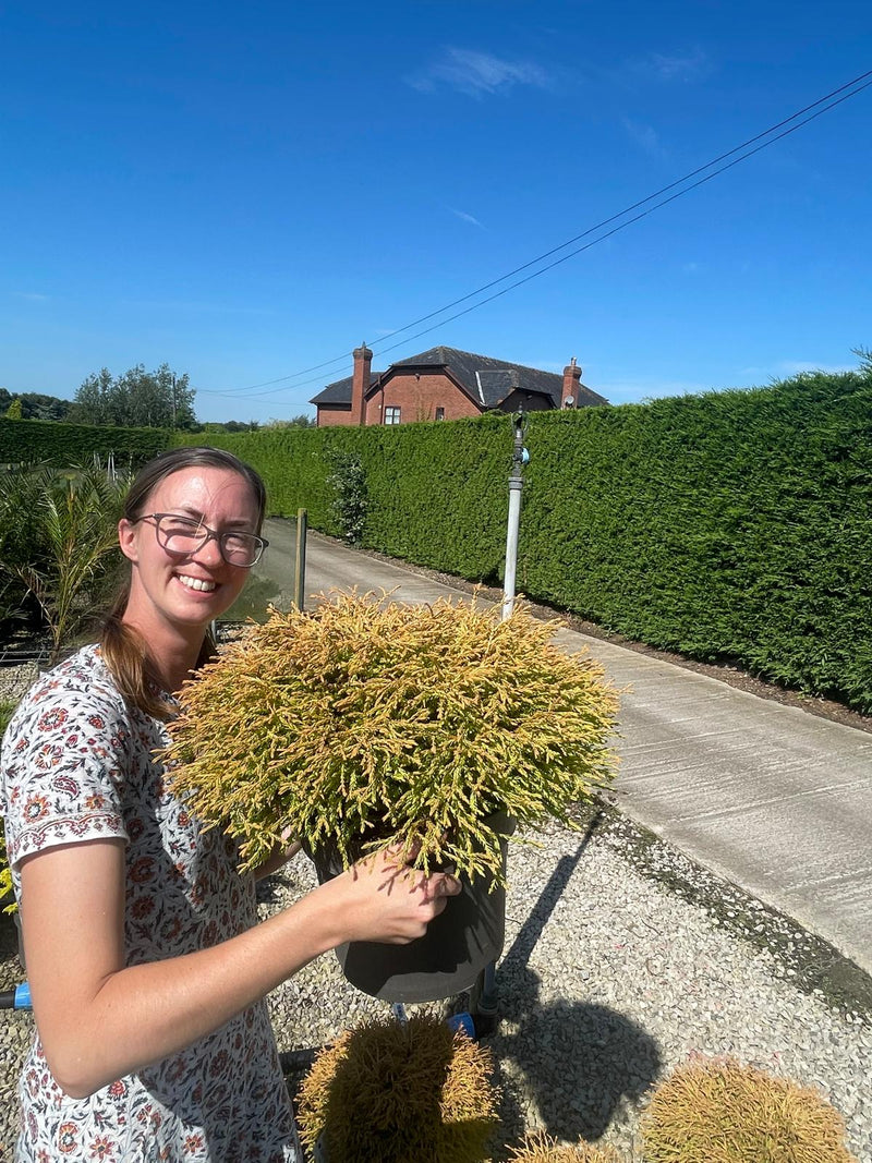 Thuja Occ. Golden Tuffet 7.5 Litre Pot