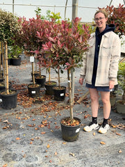 Photinia x fraseri Pink Marble Half Standard 12 Litre Pot