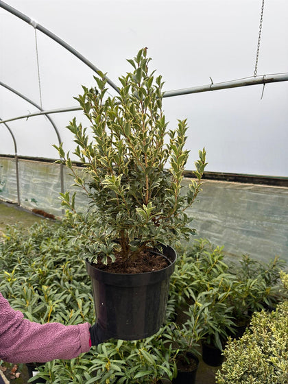 Osmanthus het. Variegatus  10 Litre Pot