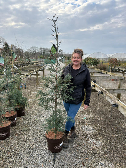 Sequoiadendron semp. Xeno 15 Litre Pot
