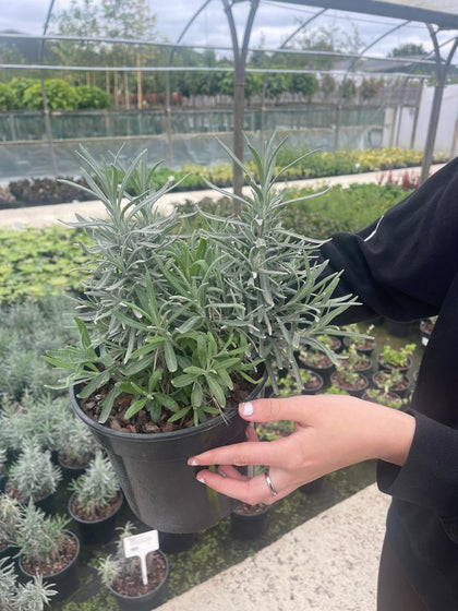 Lavender Angustifolia Munstead 2 Litre Pot