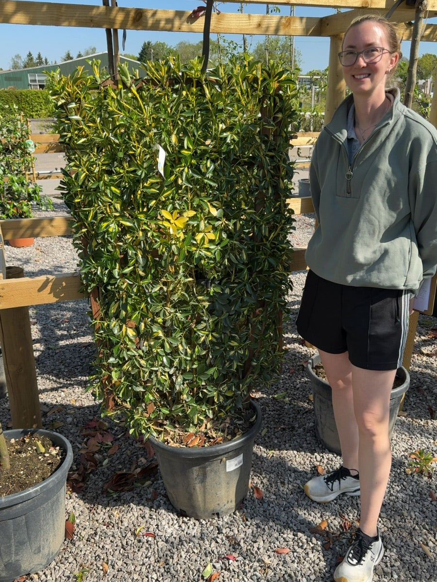 Euonymus Aureopictus Pleached Wall Frame 120cm x 70cm 35 Litre Pot