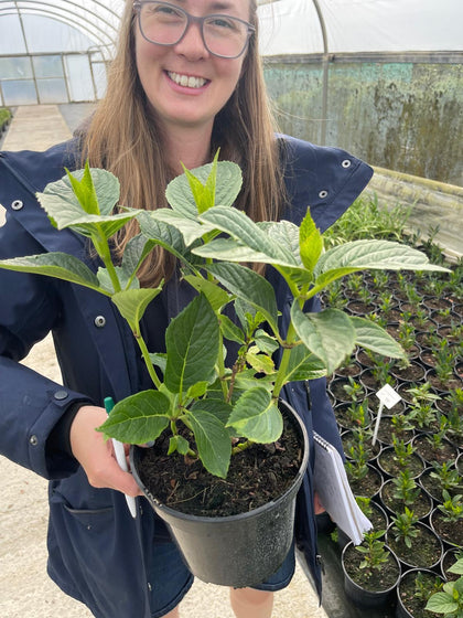 Hydrangea Macro. Red Baron 3 Litre Pot