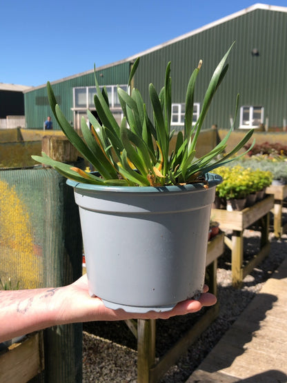 Allium Millenium 2 Litre Pot