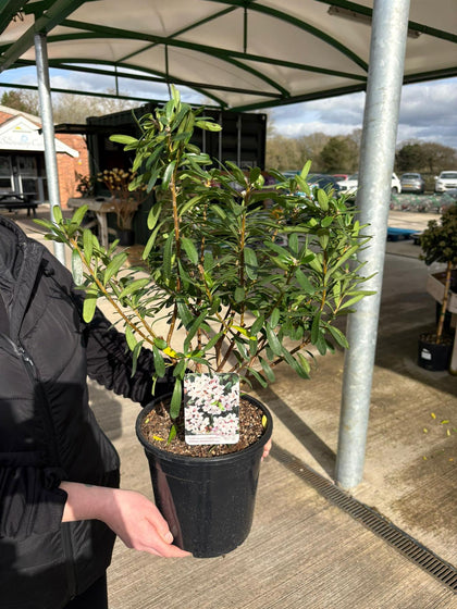Daphne Transatlantica Eternal Fragrance 4.5 Litre Pot