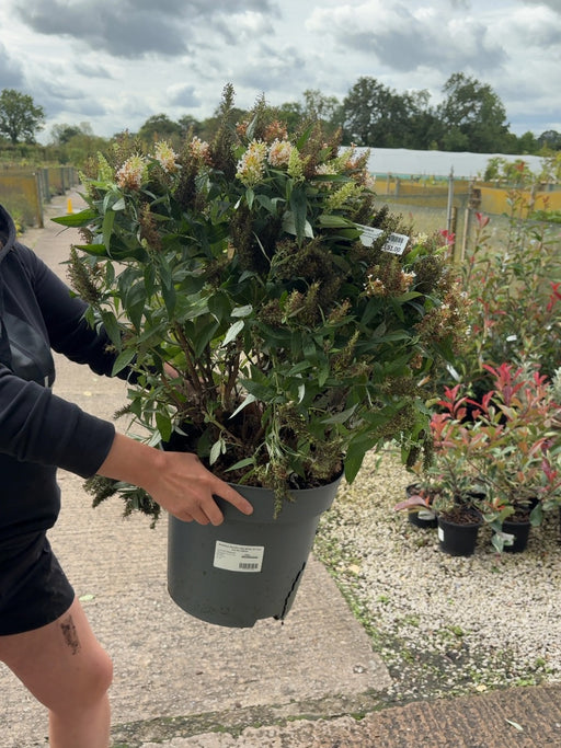 Buddleja davidii Little White 12 Litre Pot 80-100cm