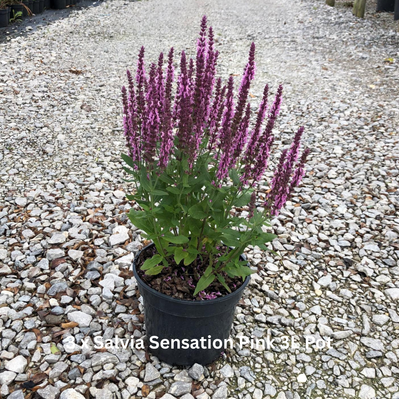 12 x Perennial Plants Butterfly & Bee Border Pack 2