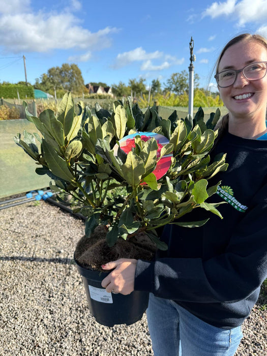Rhododendron Hybrid Nova Zembla 7.5 Litre Pot
