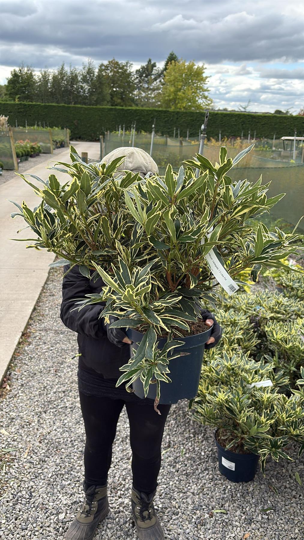 Rhododendron Ponticum Variegata 7.5 Litre Pot