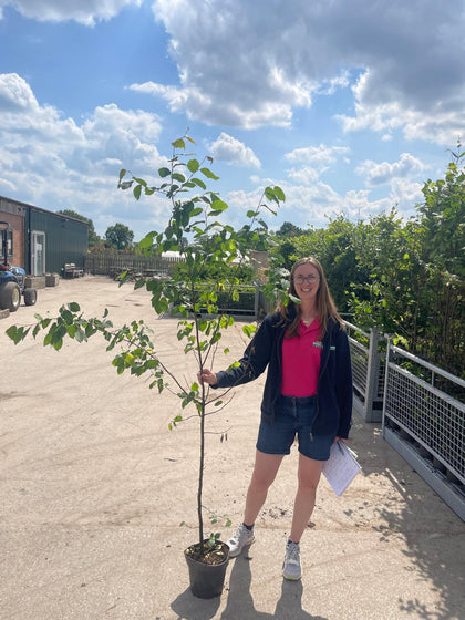 Hornbeam Or Carpinus Hedging 5 Litre Pot 150-175cm