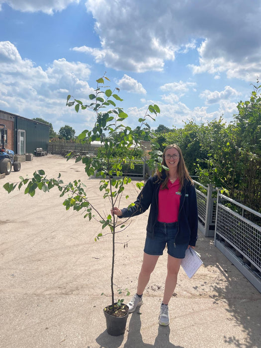 Hornbeam Or Carpinus Hedging 5 Litre Pot 150-175cm