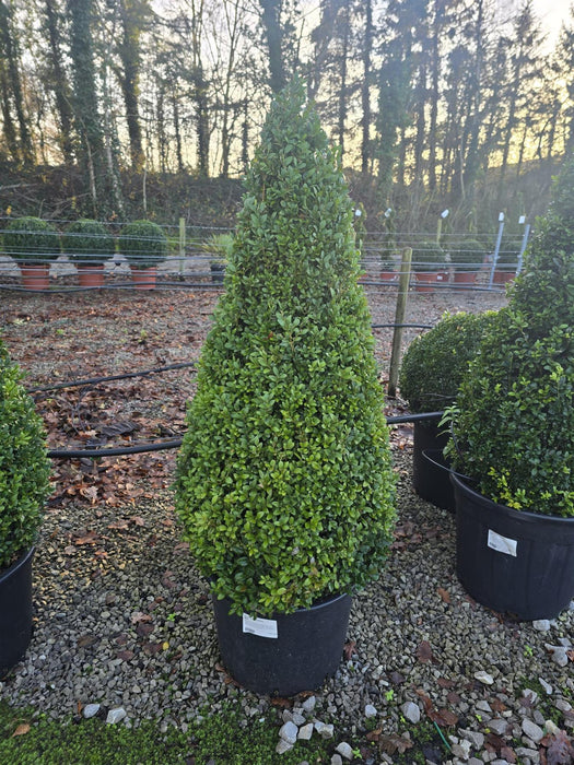 Buxus Cone 90/100cm 30 Litre Pot
