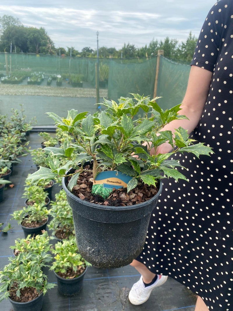 Osmanthus Goshiki 3 Litre Pot