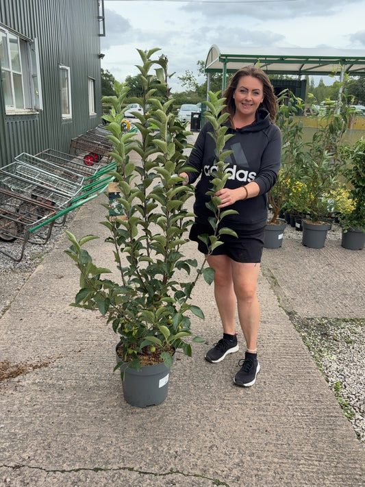 Malus Everest 12 Litre Pot 125/150cm